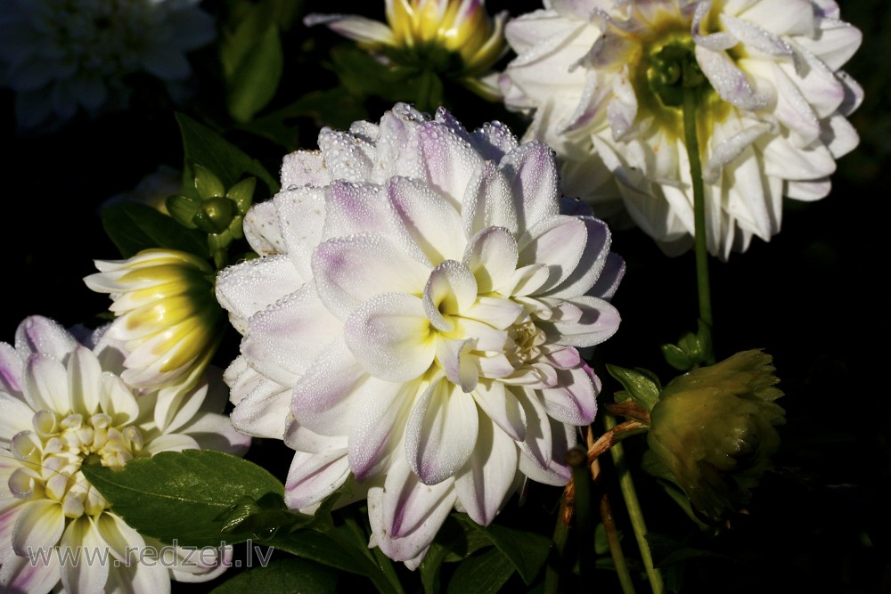 Dahlia flower with water drops