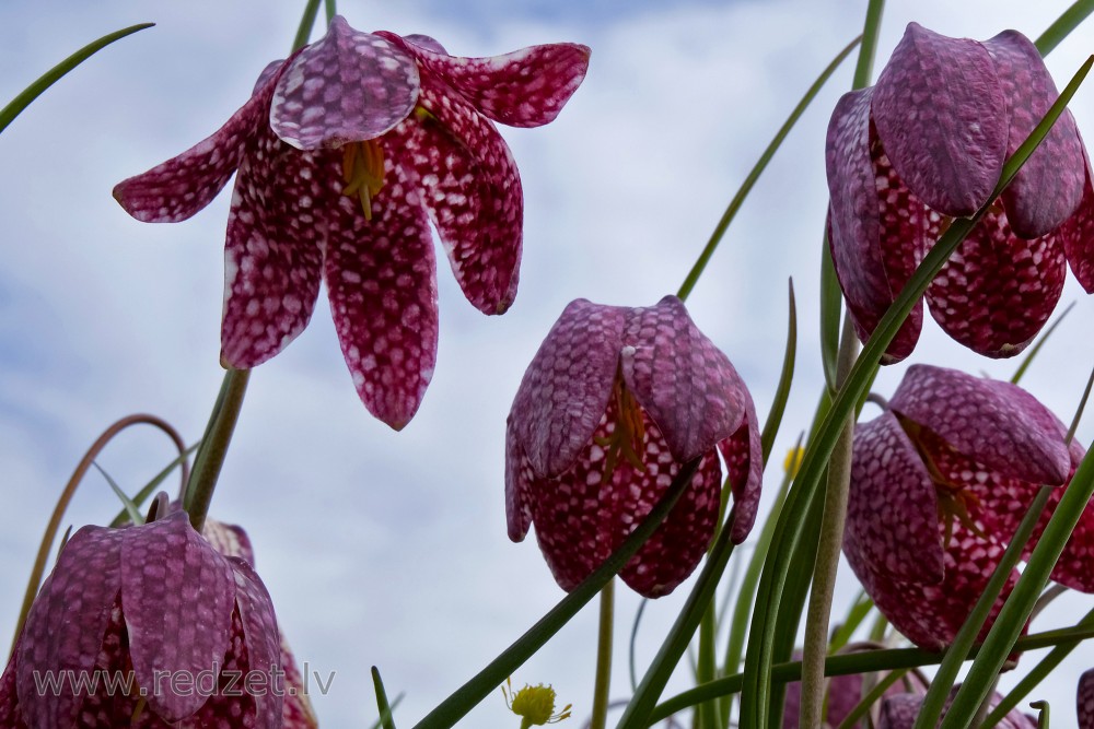 Rūtainā fritilārija uz debesu fona