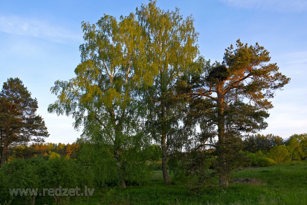 Landscape with Birches and Pine