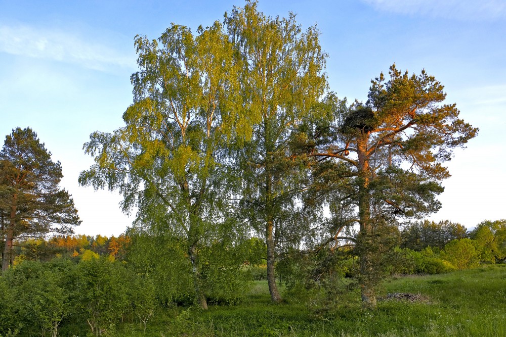 Ainava ar bērziem un priedi ar stārķu ligzdu