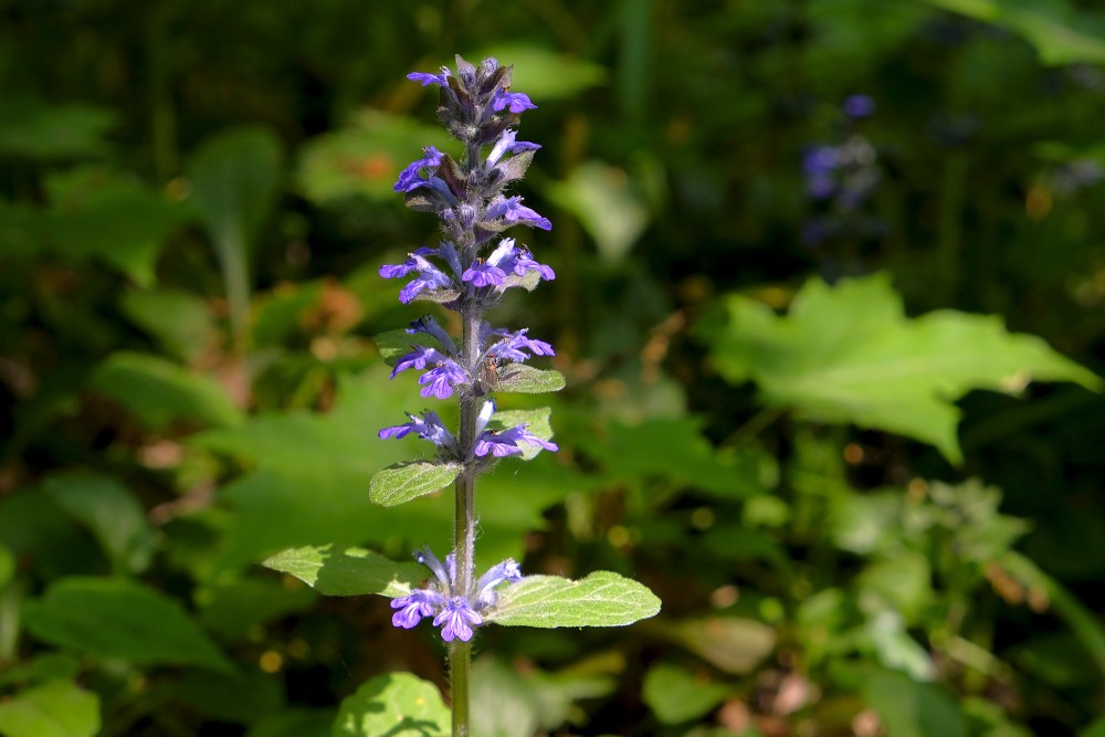Ajuga reptans (Common Bugle)