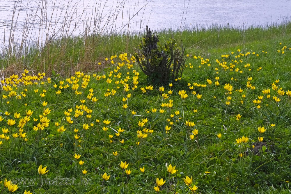 Woodland Tulips in Lielupe Floodland Meadows
