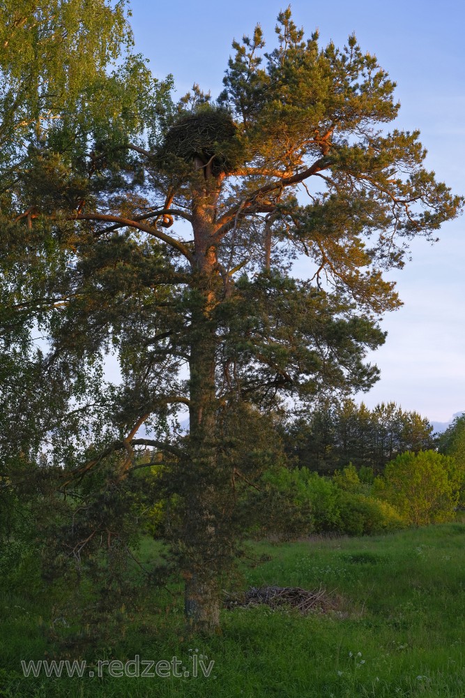 Stork Nest in a Pine