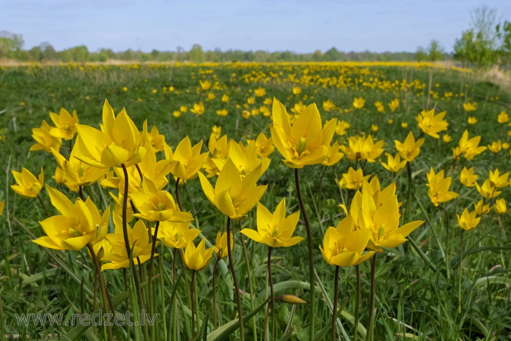 Close up of Woodland Tulips in Lielupe Floodland Meadows