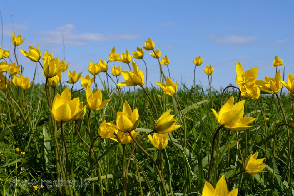 Woodland Tulips in Lielupe Floodland Meadows