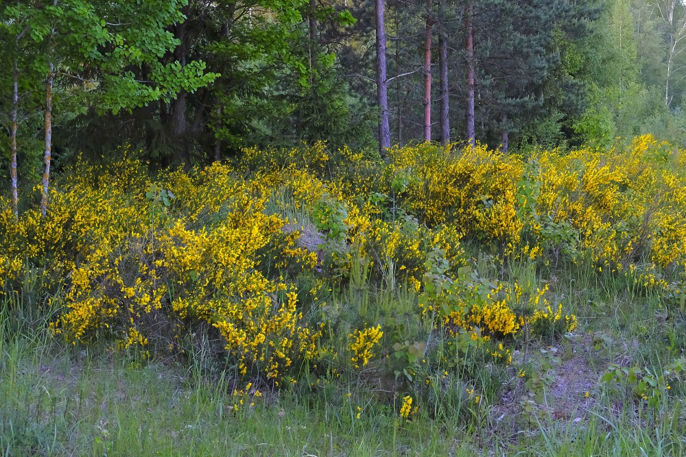 Parastā slotzara krūmi meža malā