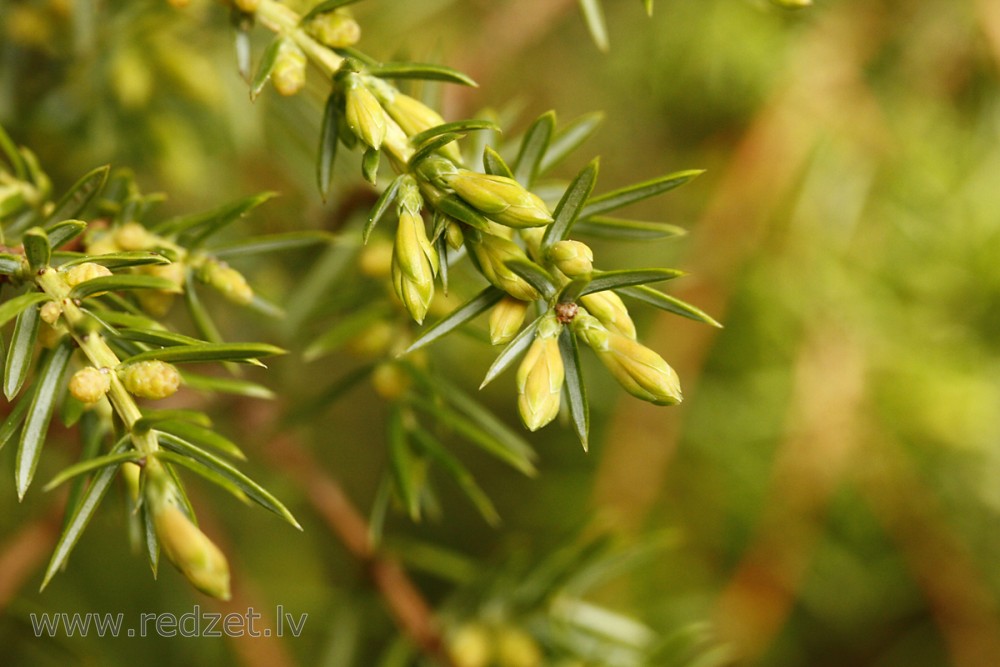 Juniper Needles