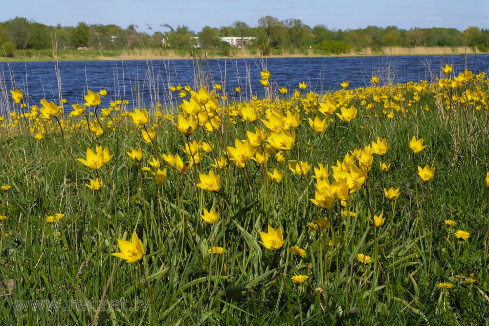 Woodland Tulips in Lielupe Floodland Meadows