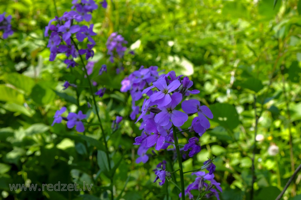 Smaržīgā vakarene Smaržīgā vakarene