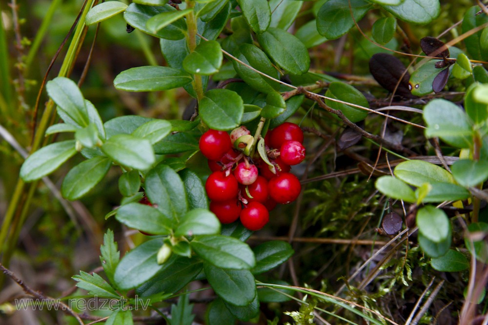 Lingonberry or Cowberry