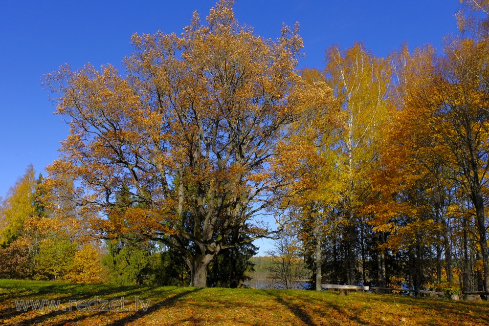 Dzērbene Manor Park in Autumn, Latvia