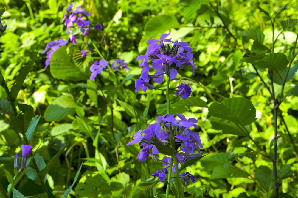 Smaržīgās vakarenes ziedi