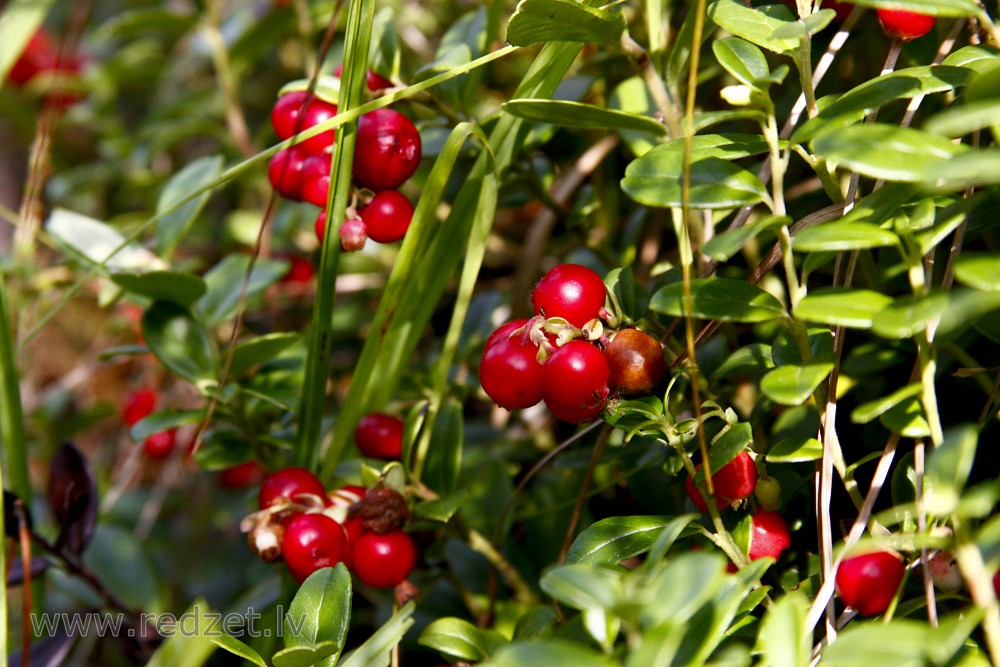 Lingonberry or Cowberry