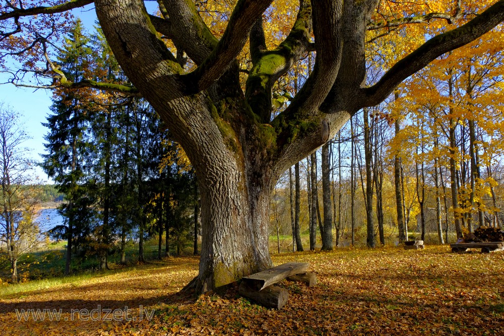 Oak Trunk