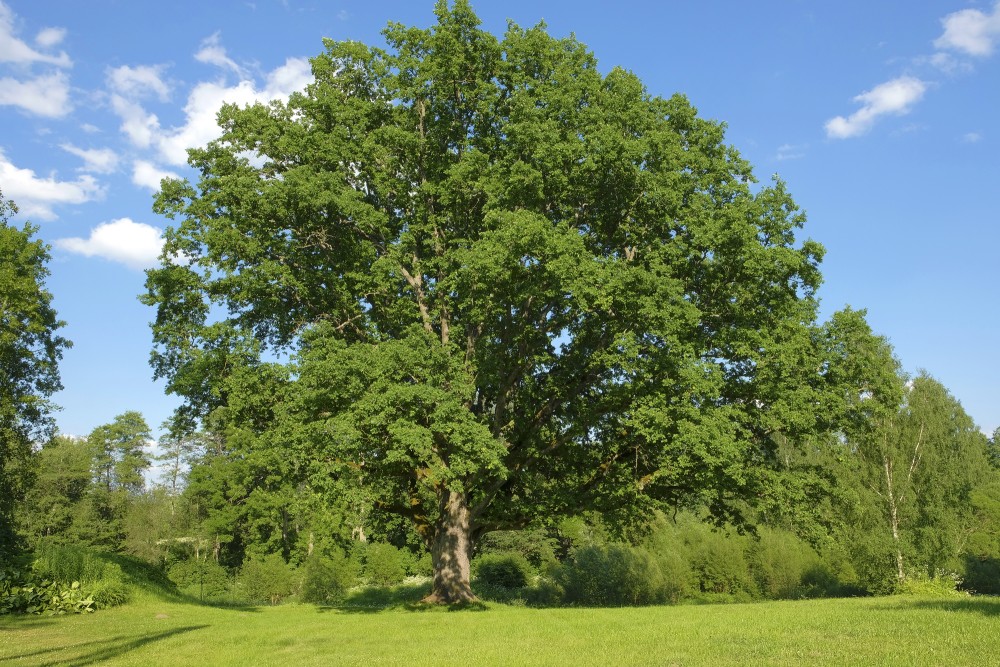 Oak in Meri Park