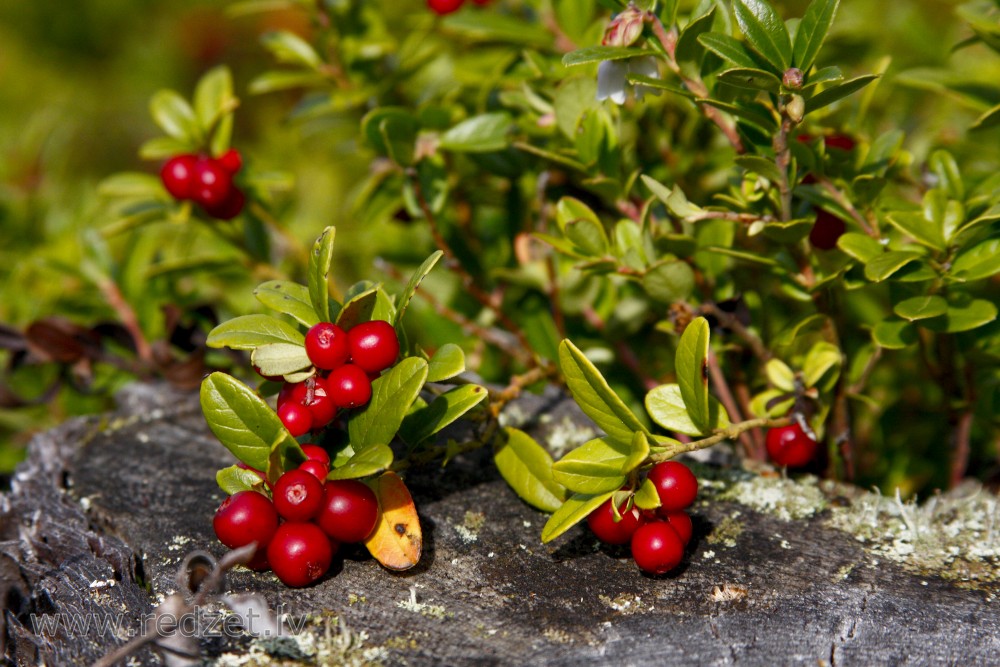 Lingonberry, Mountain cranberry or Cowberry
