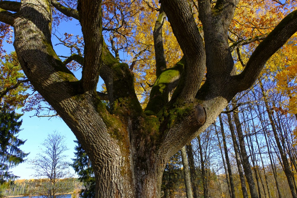 Oak Trunk