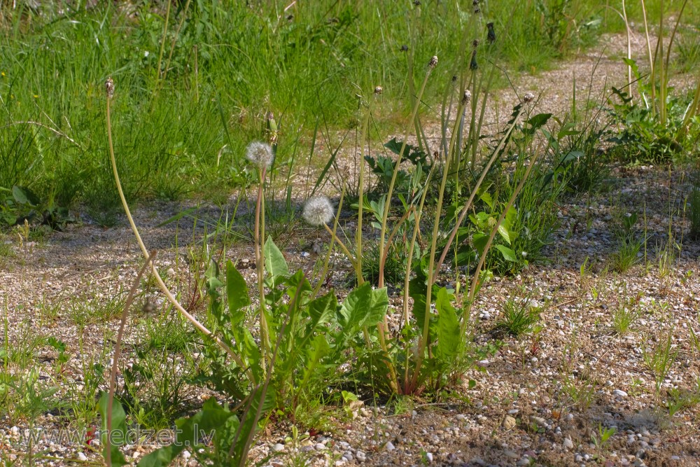 Dandelions on the Gravel Road