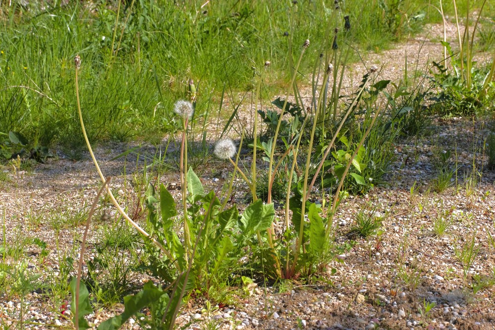 Noziedējušas pienenes uz grants ceļa Noziedējušas pienenes uz grants ceļa