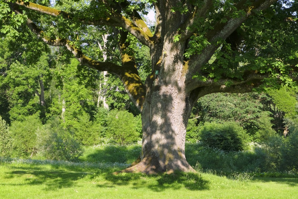 Oak in Meri Park