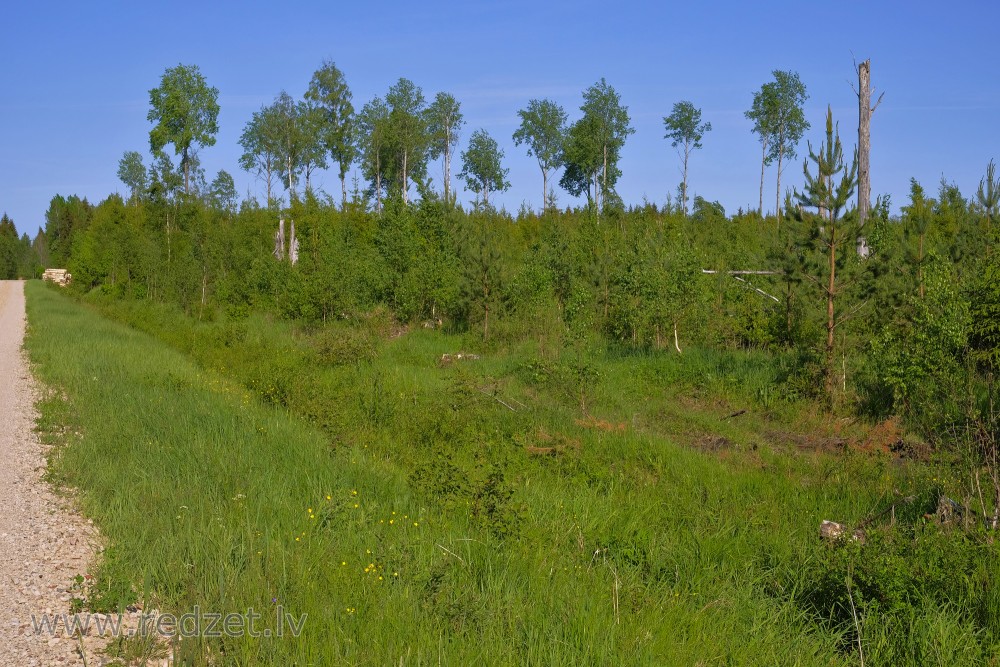 Aspen and Young Pine Tree Forest