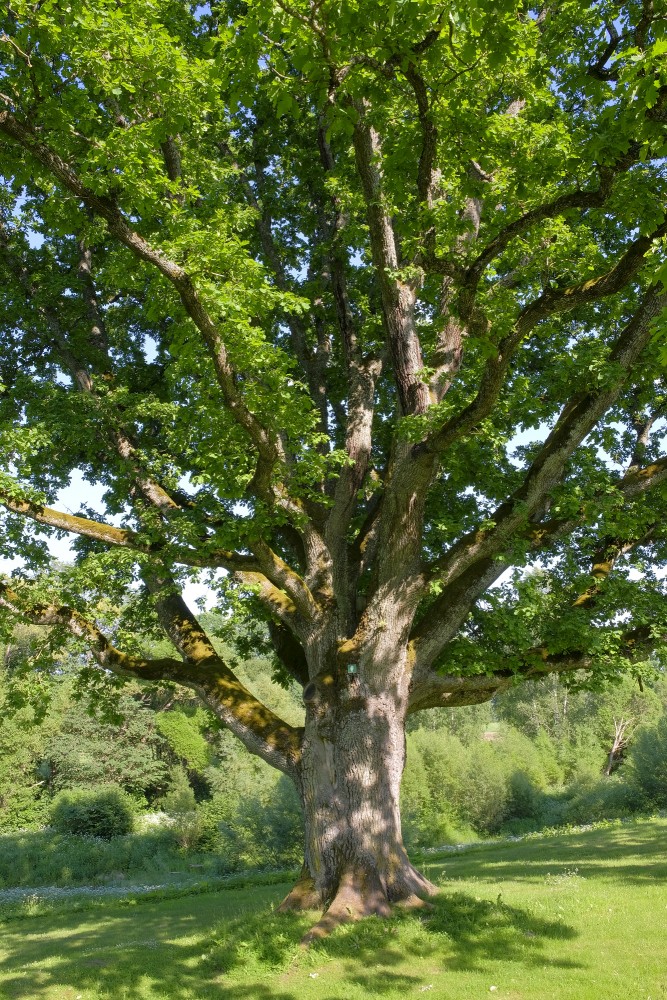 Meri Oak 