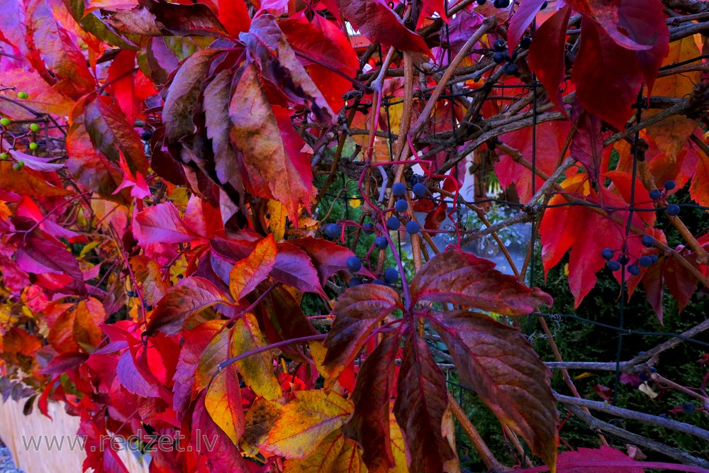 Parthenocissus quinquefolia
