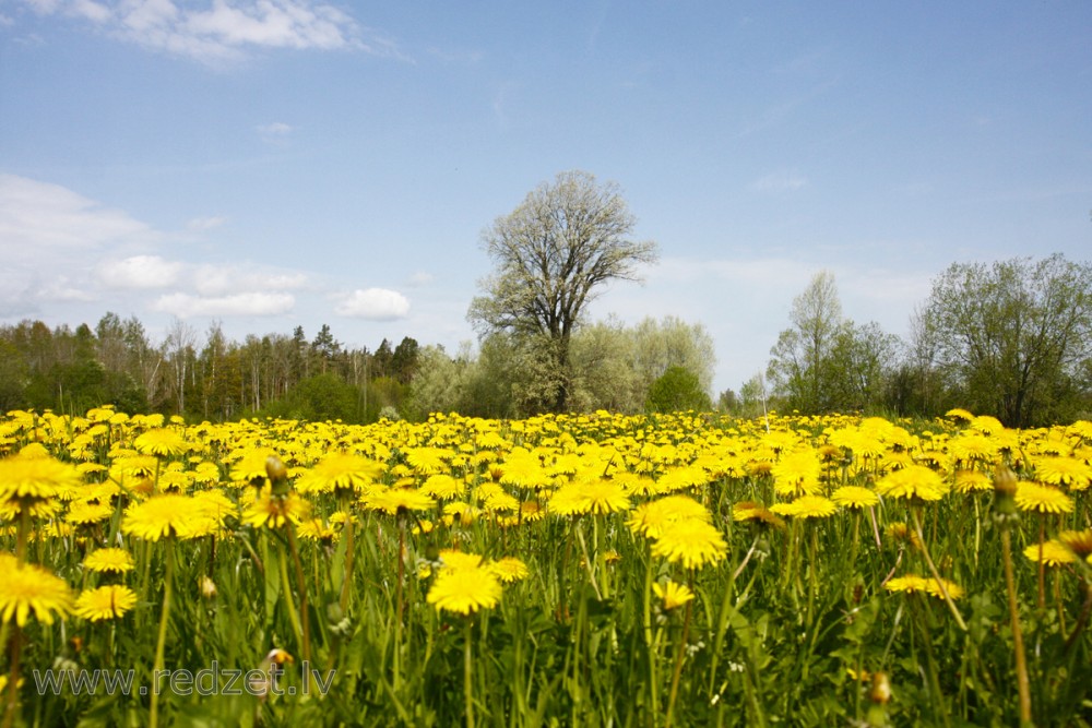 Pieneņu pļava