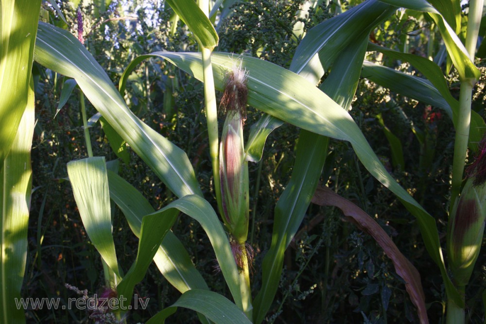 Corn
