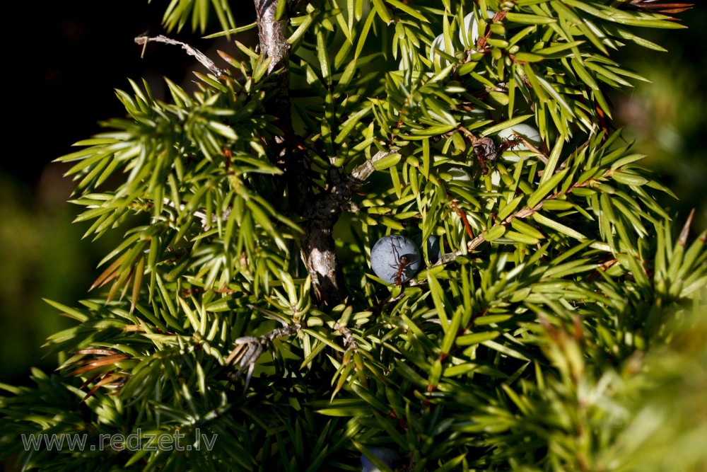 Juniperus communis berry