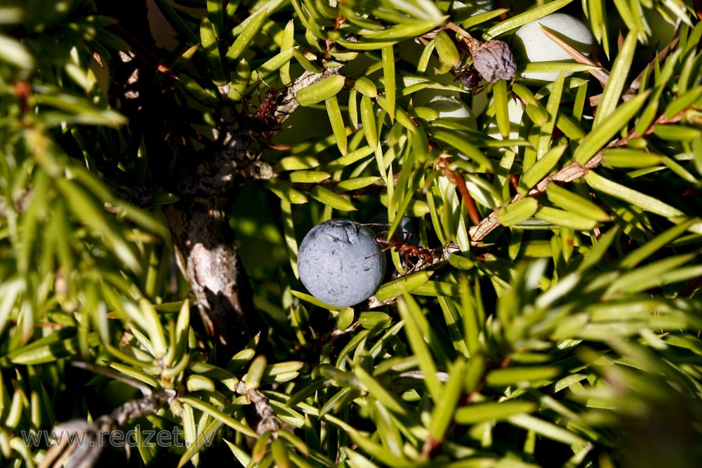 Juniperus communis berry