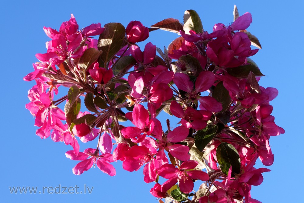 Ruby Red Ornamental Apple Flowers on Sky Background
