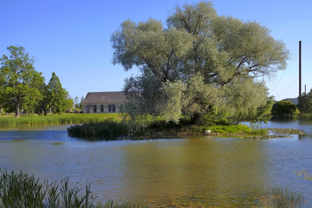 Sudrabvītols uz dīķī izveidotas saliņas