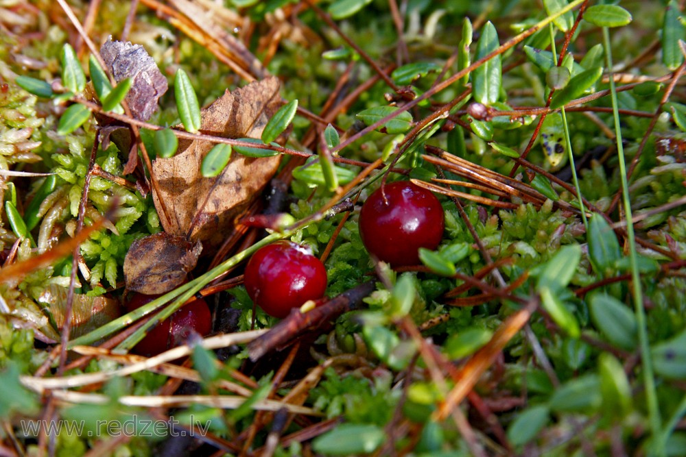 Purva jeb lielā dzērvene