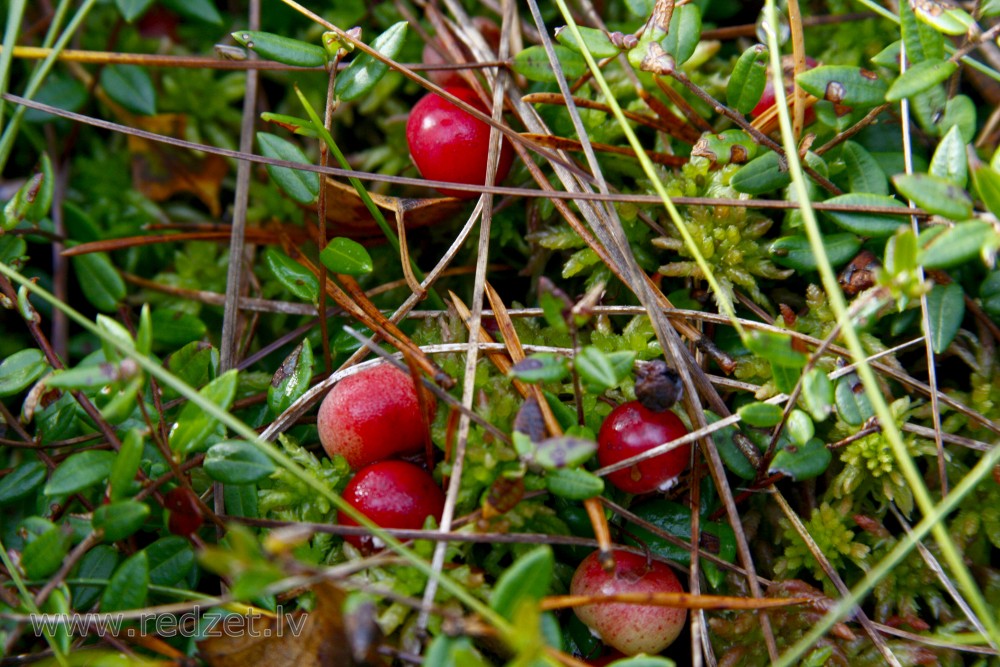 Purva jeb lielā dzērvene