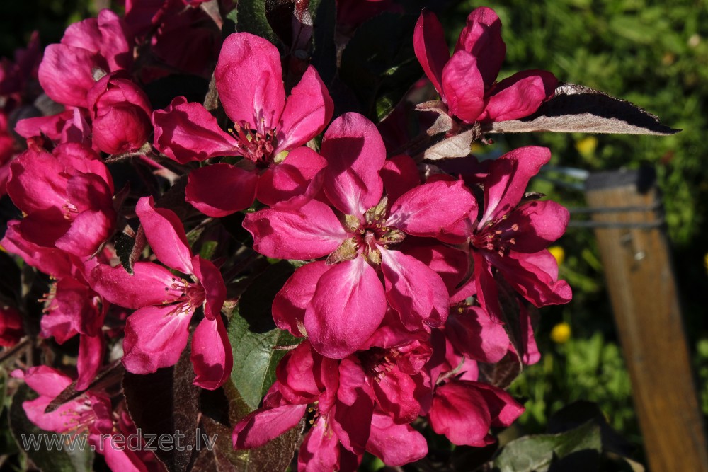 Close up of Ruby Red Ornamental Apple Flowers