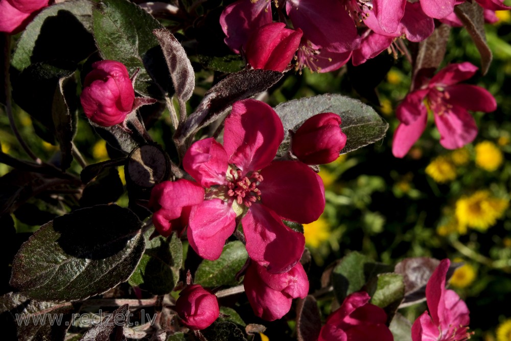 Ruby Red Ornamental Apple Flower