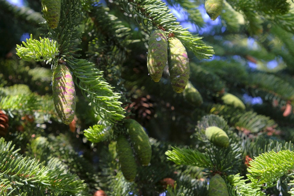 Spruce cones