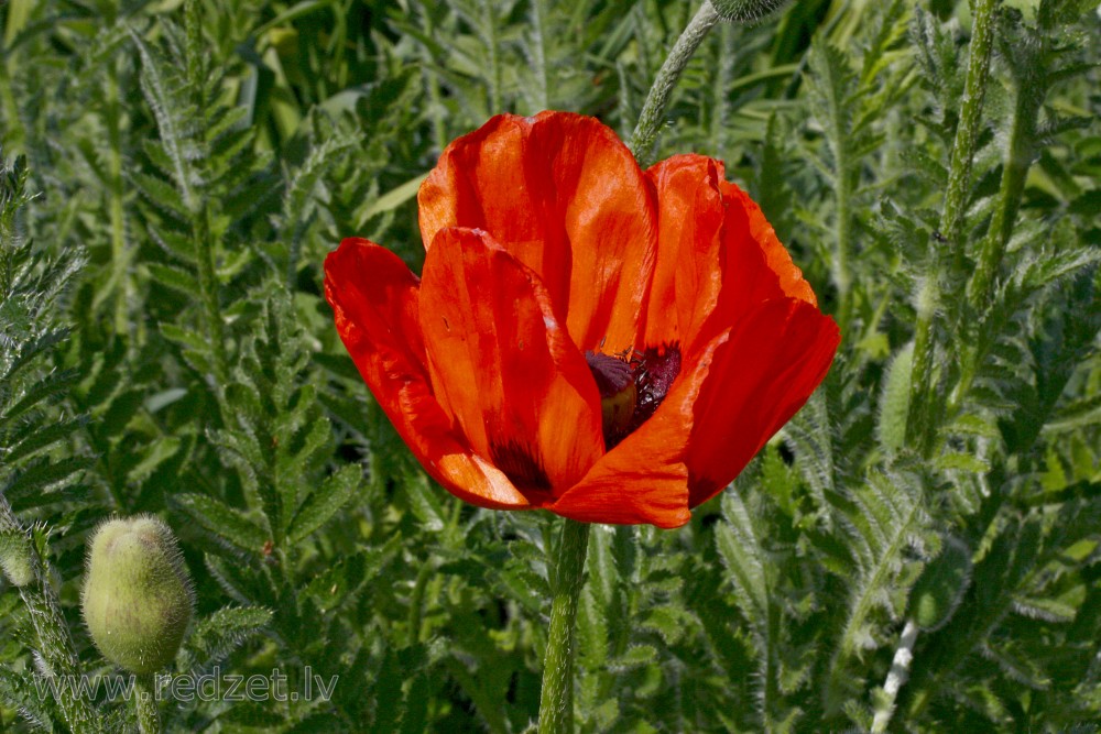 Oriental poppy Flowers
