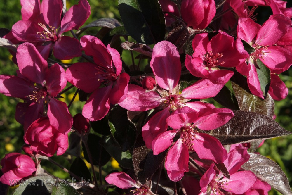 Ruby Red Ornamental Apple Flowers