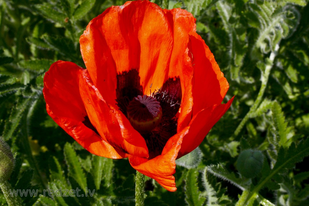 Close up of Oriental poppy
