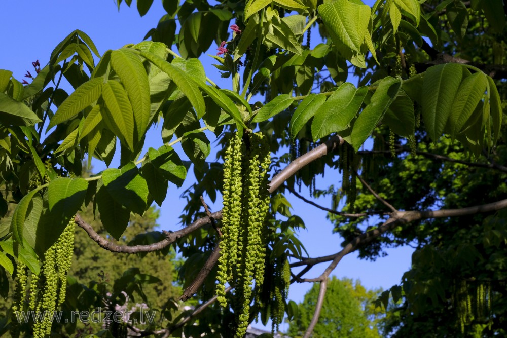 Walnut Male Flowers