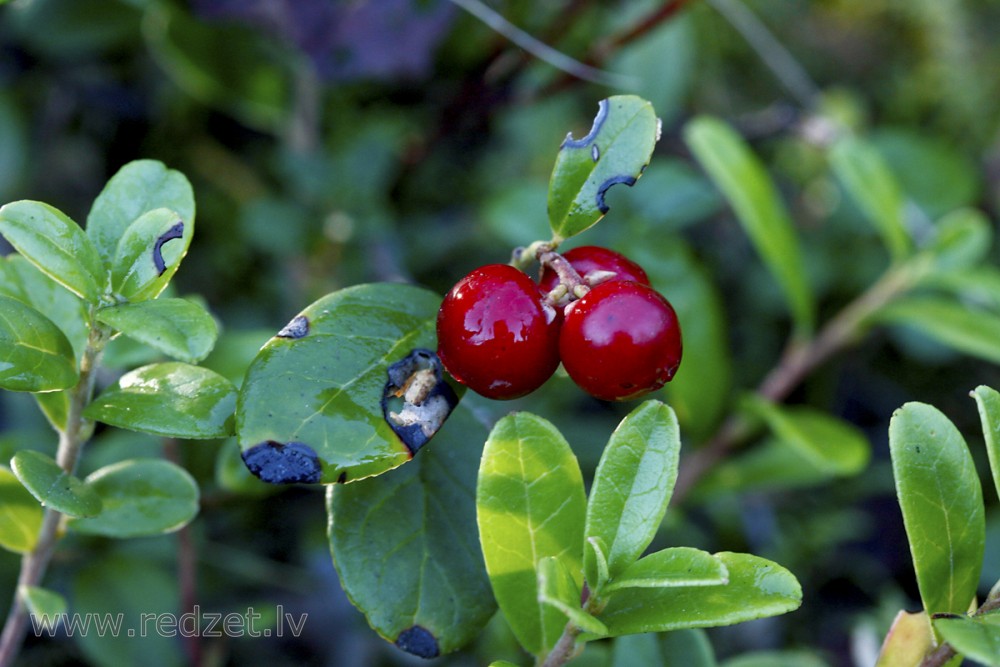 Ripe lingonberries