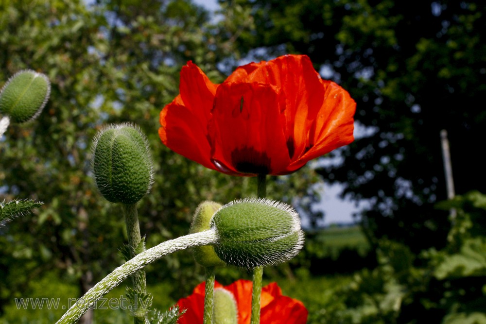 Oriental poppy