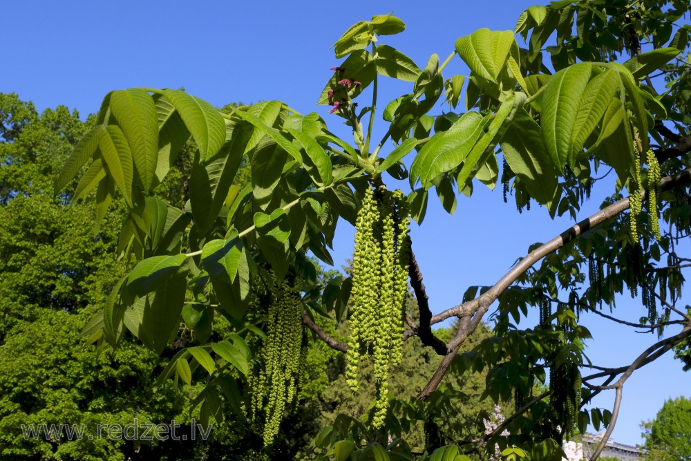 Walnut Tree Branch with Male and Female Flowers