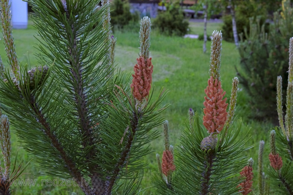 Young Pine
