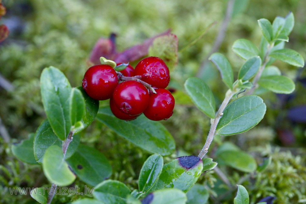 Ripe lingonberries