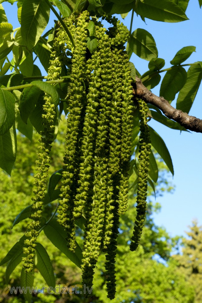 Walnut Male Flowers