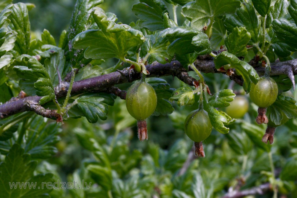 Gooseberry