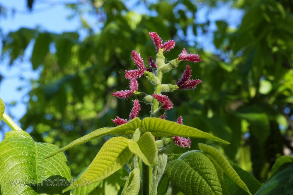 Walnut Female Flowers